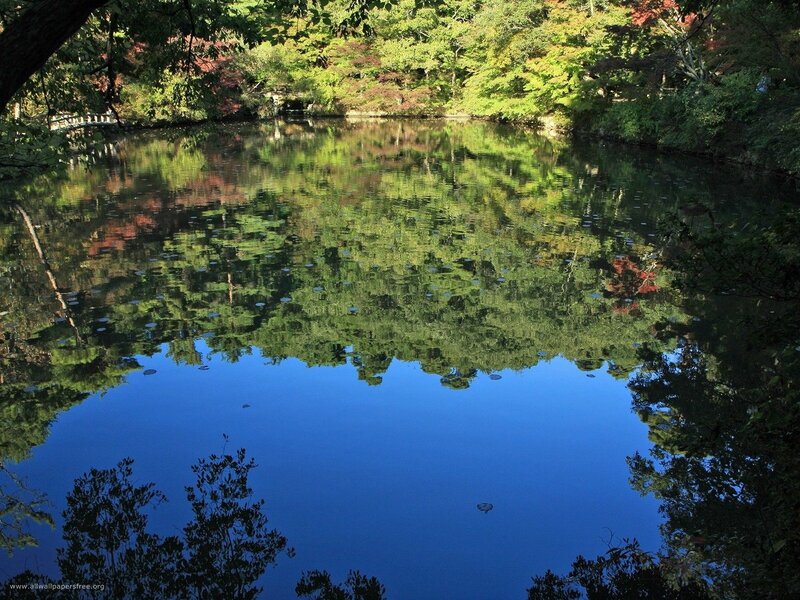 Calm Pond with Tree Reflections — Blue