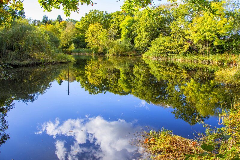 Calm Pond with Trees — Blue, Serene