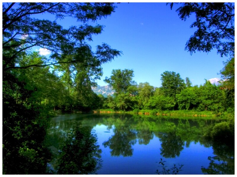 Calm Pond with Trees — Blue