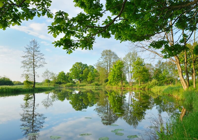 Calm Pond with Trees — Green, Serene