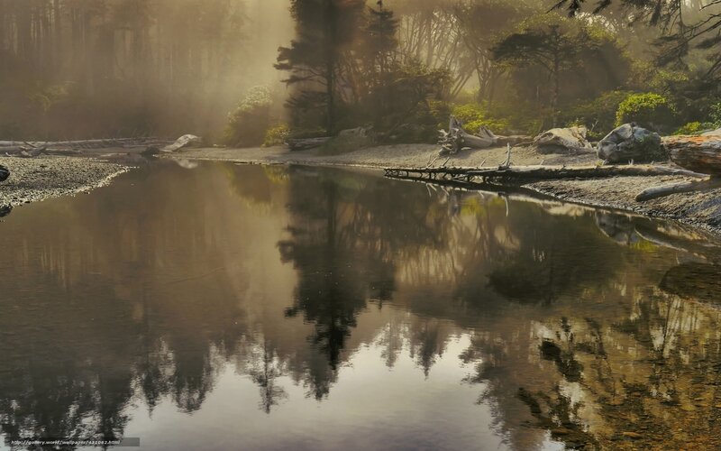 Calm River Reflecting Trees — Brown