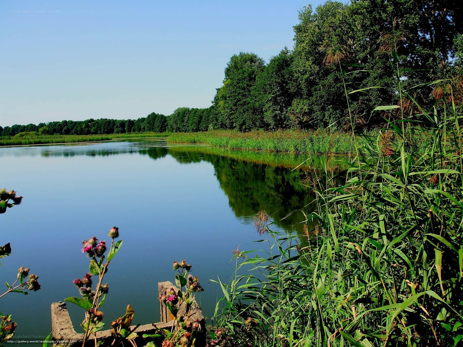 Calm river with lush greenery