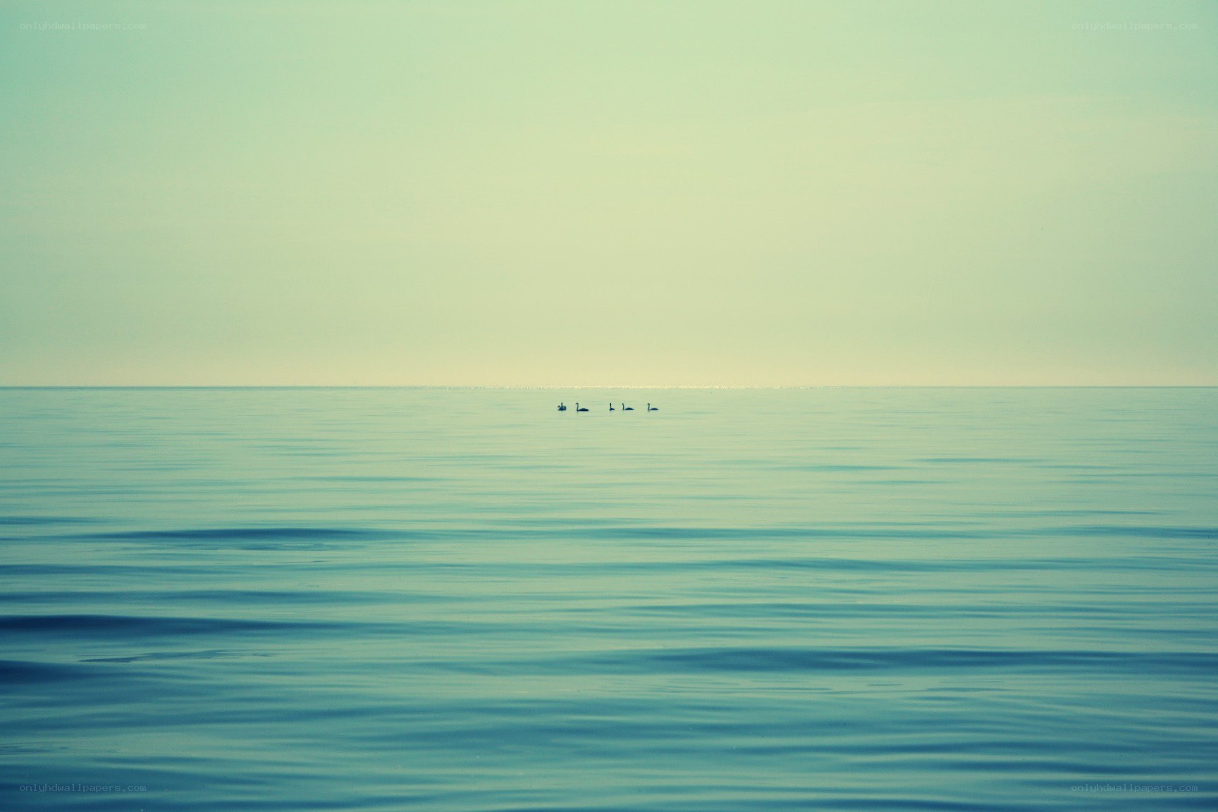 Calm sea with birds