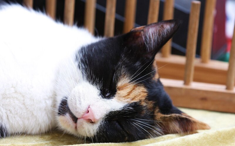 calm sleeping cat