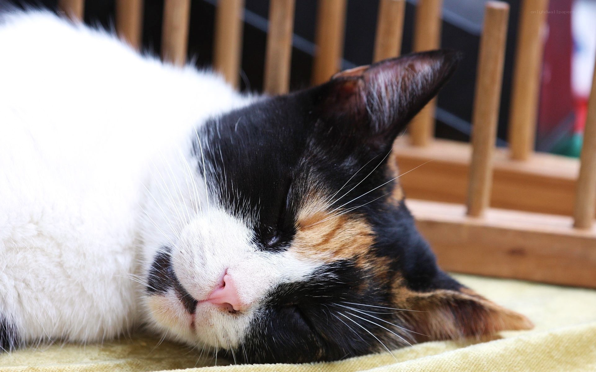 calm sleeping cat
