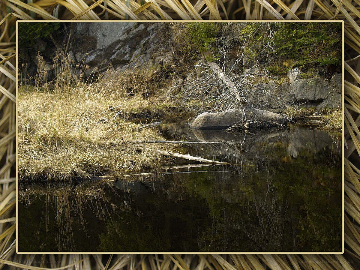 Calm stream with rocky bank