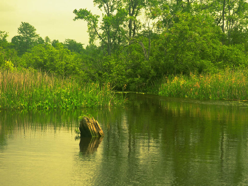 Calm swamp with tree stump