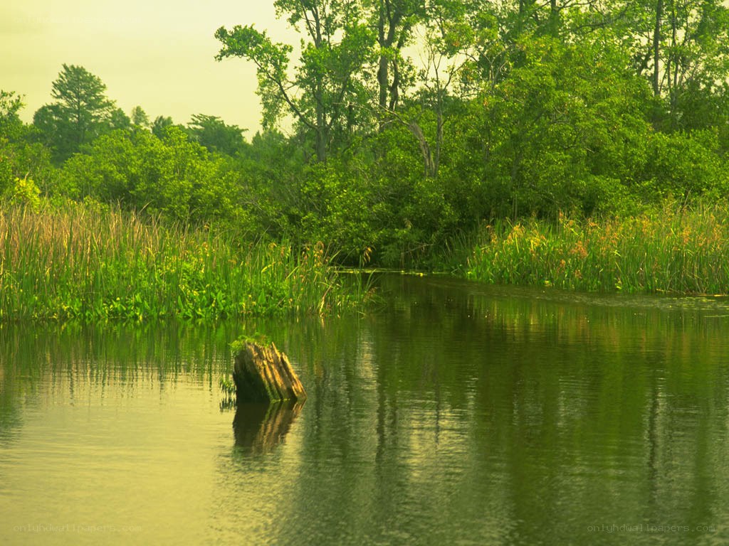 Calm swamp with tree stump