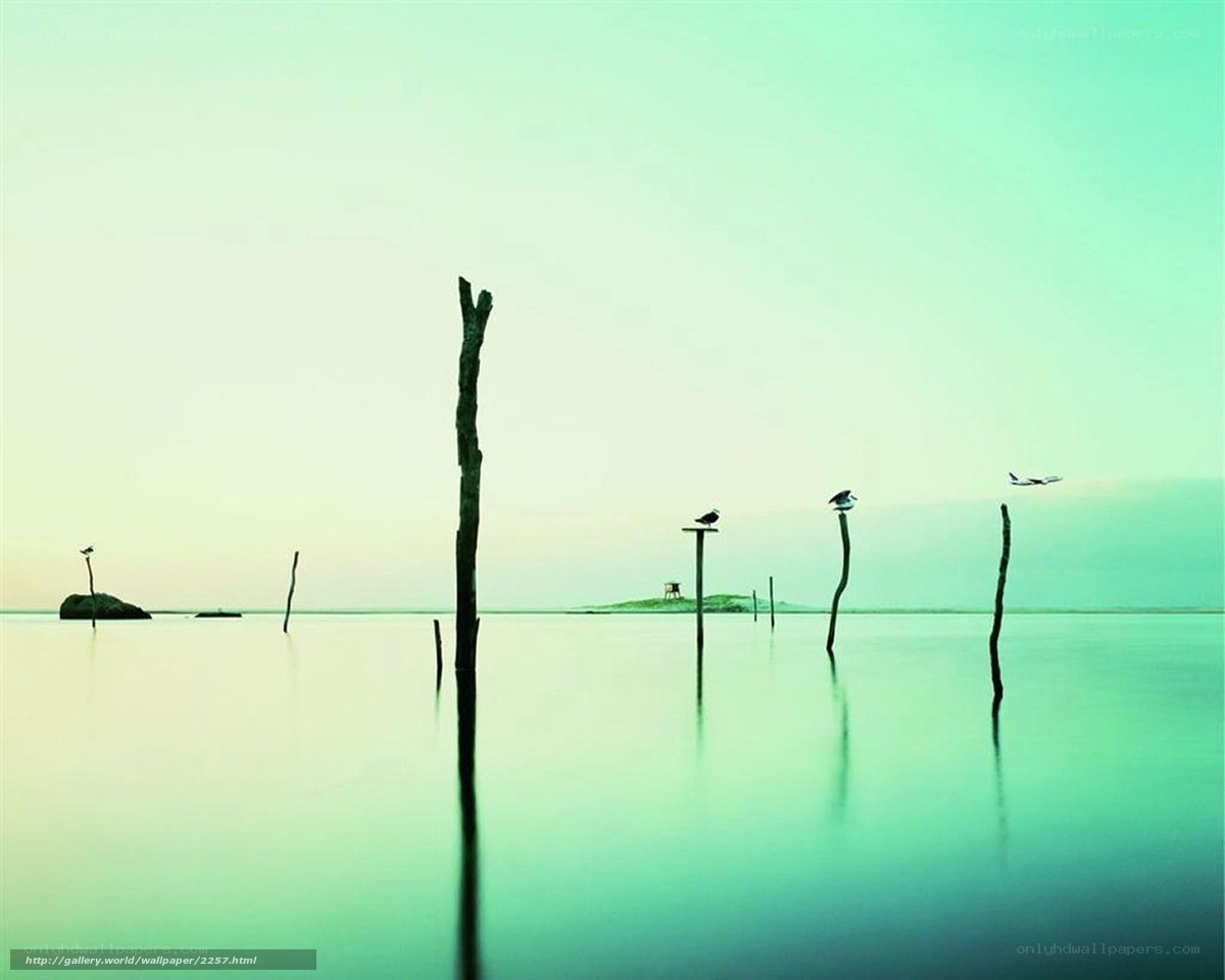 calm water with wooden posts