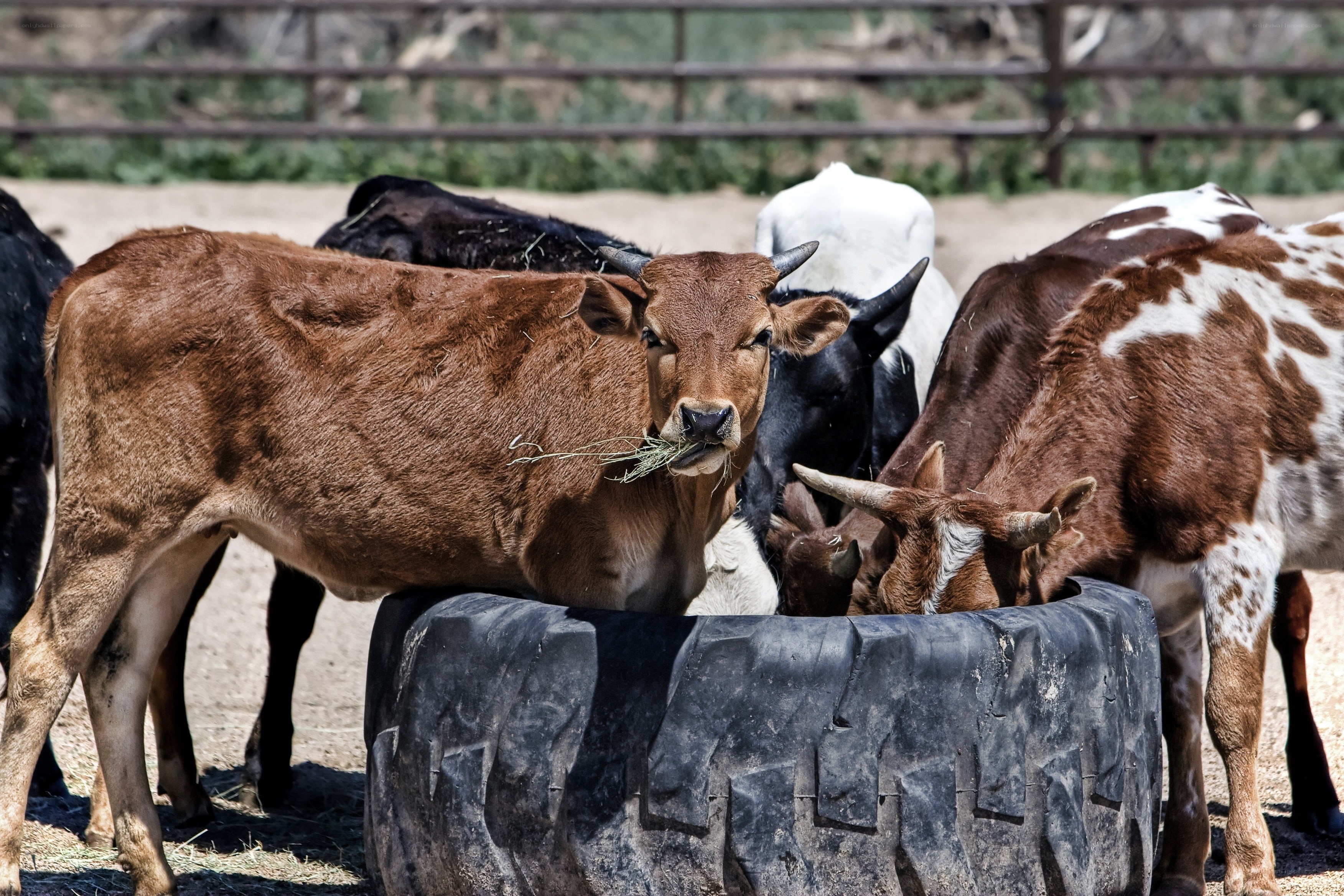calves eating from tire feeder