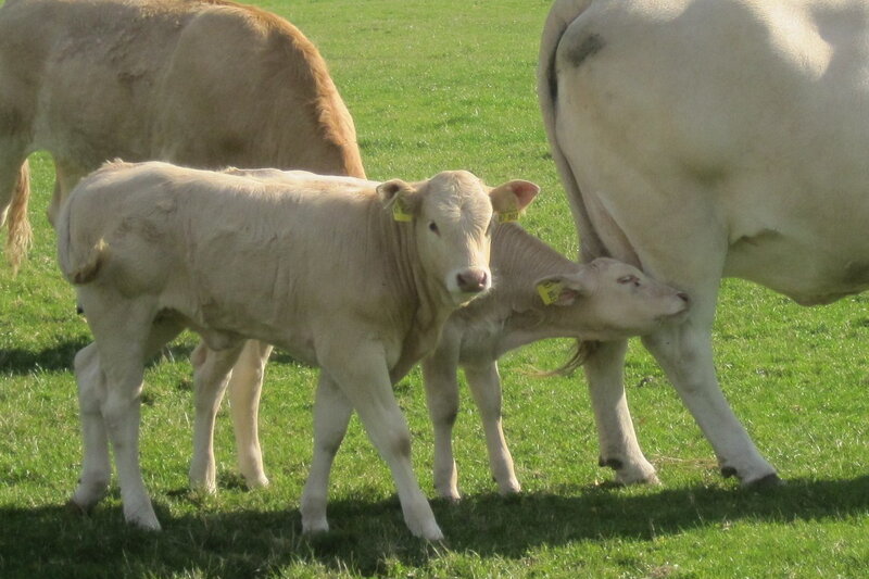 Calves Nursing from Cow