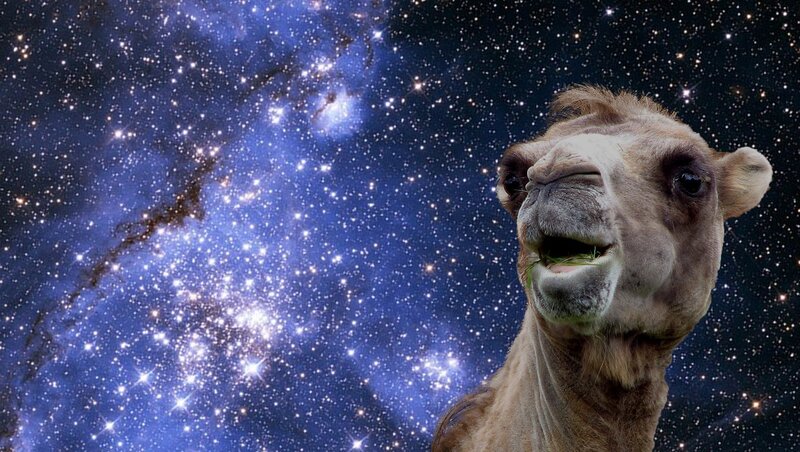 camel against starry sky