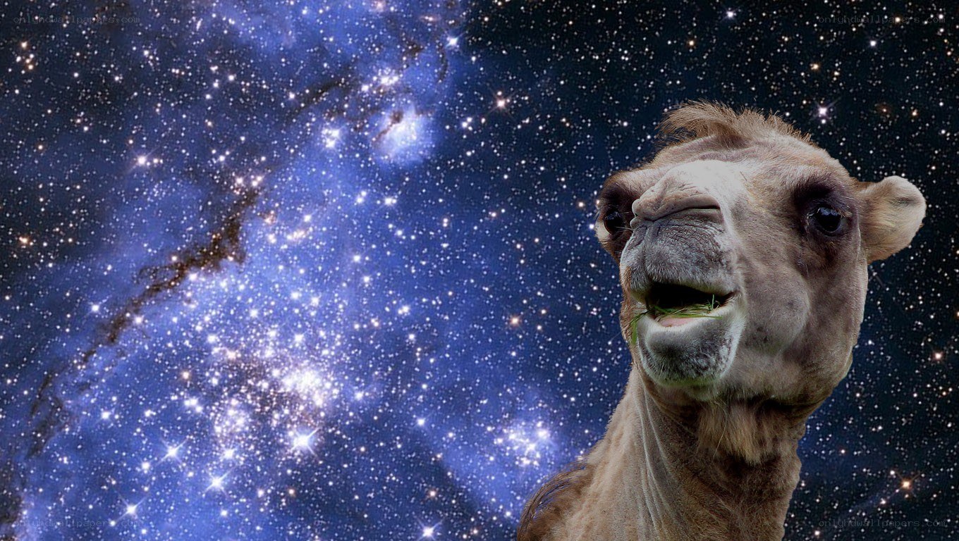 camel against starry sky