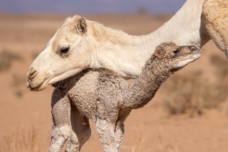 Camel and Calf — Beige