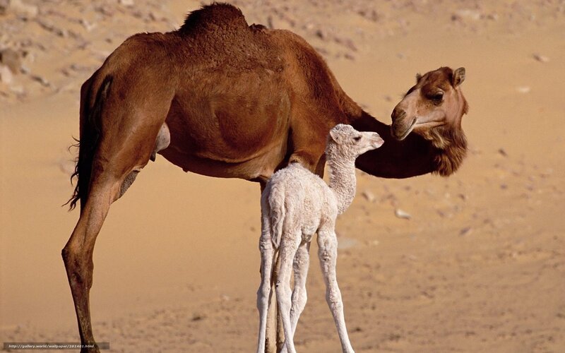 Camel and Calf — Brown