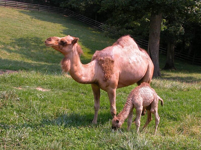 Camel and Calf — Green