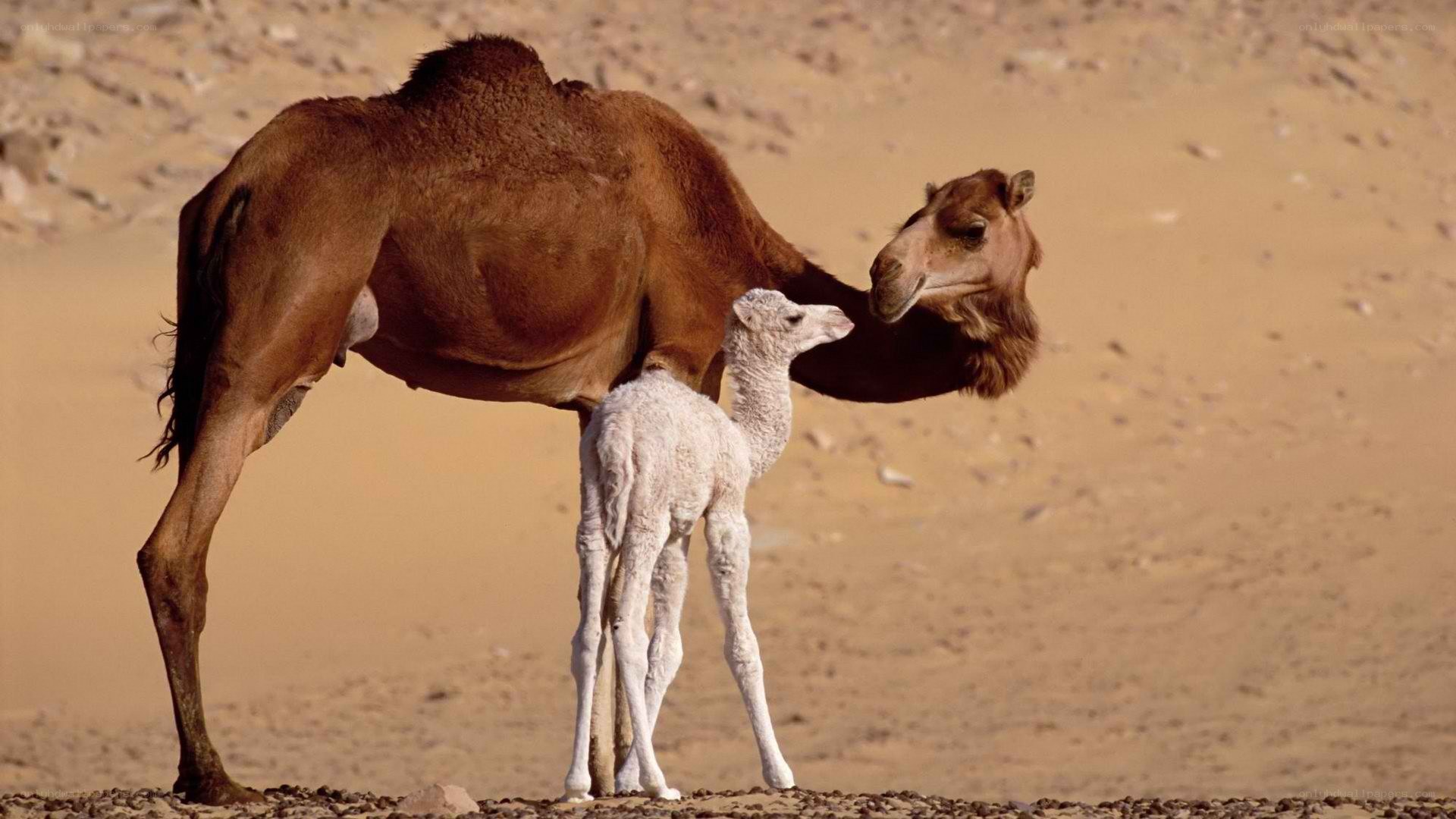 Camel and calf in desert