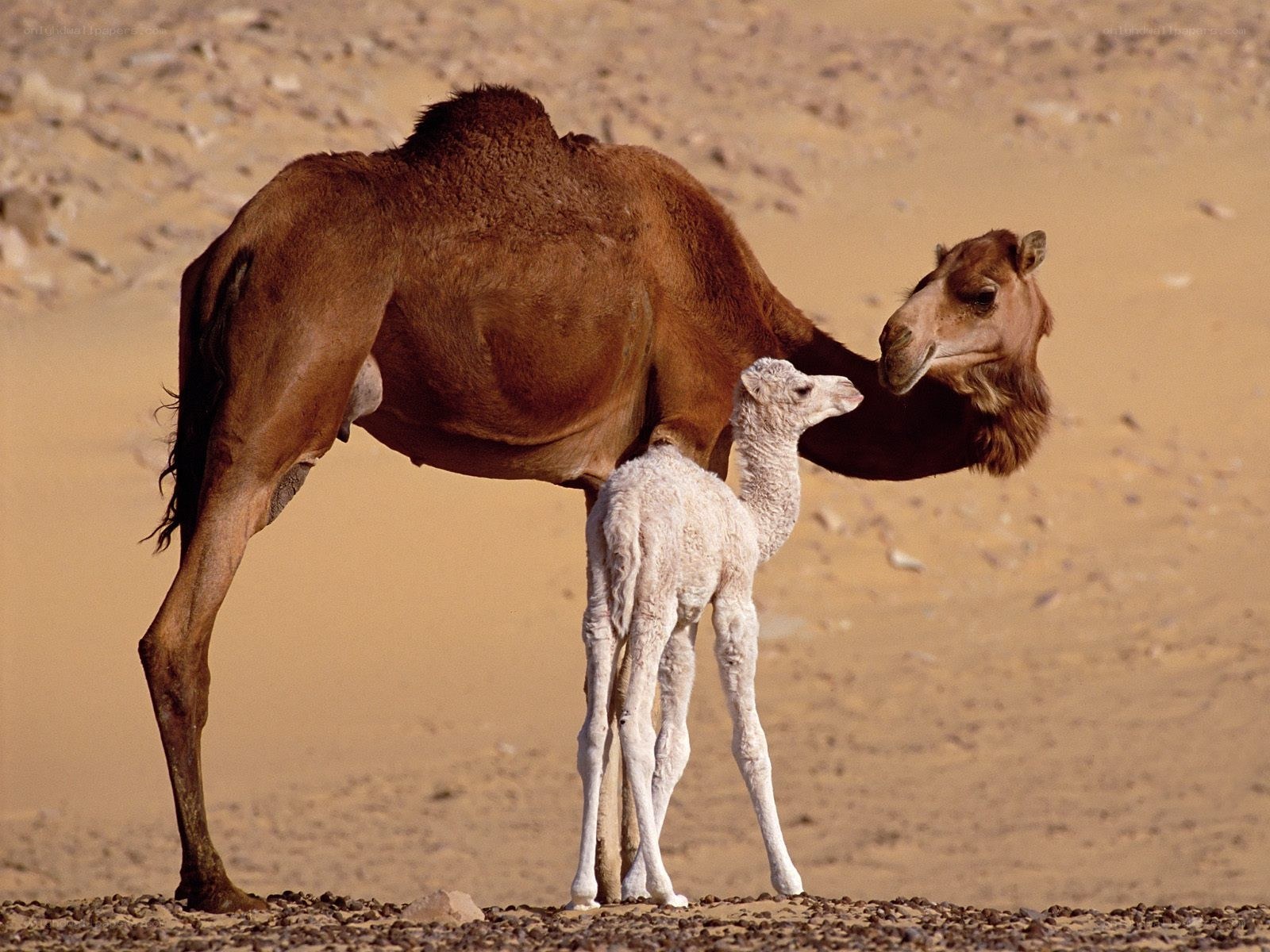 Camel and calf in desert