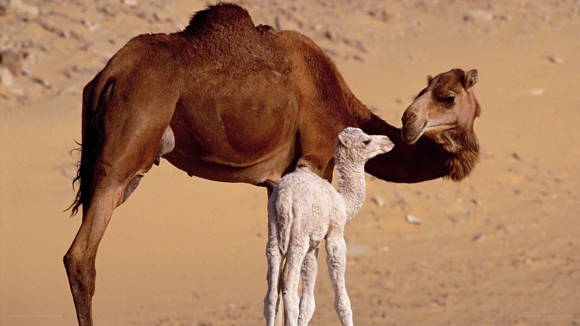Camel and calf in desert