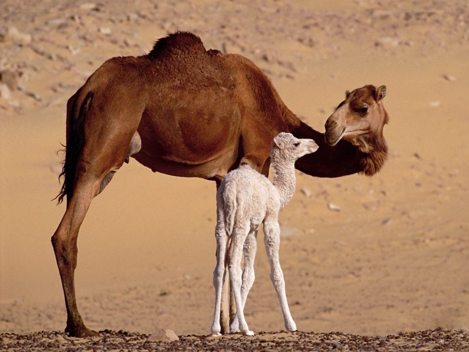 Camel and calf in desert