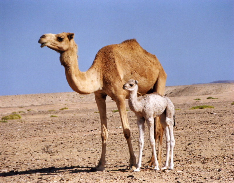 Camel and calf in desert