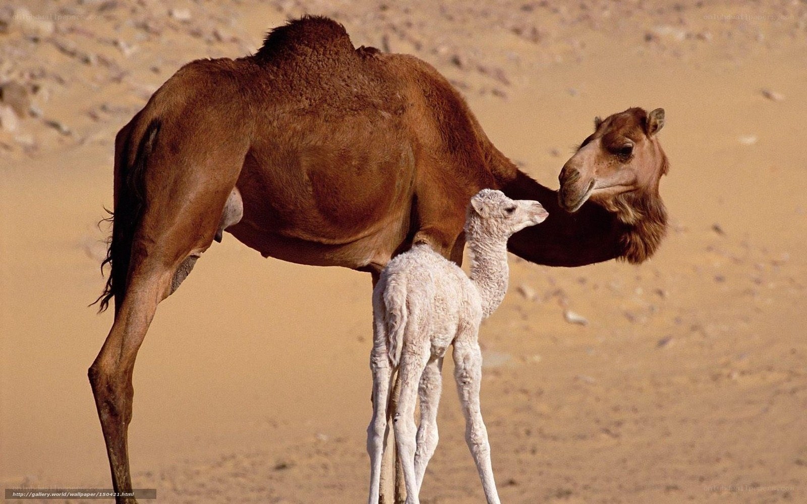 Camel and calf in desert
