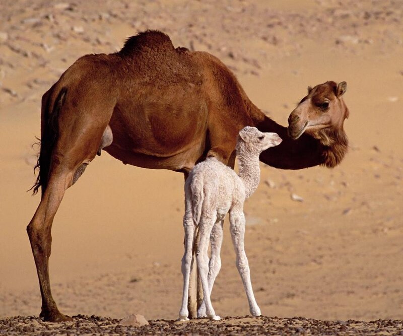 Camel and Calf