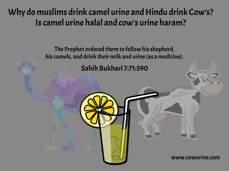 Camel and Cow Illustration