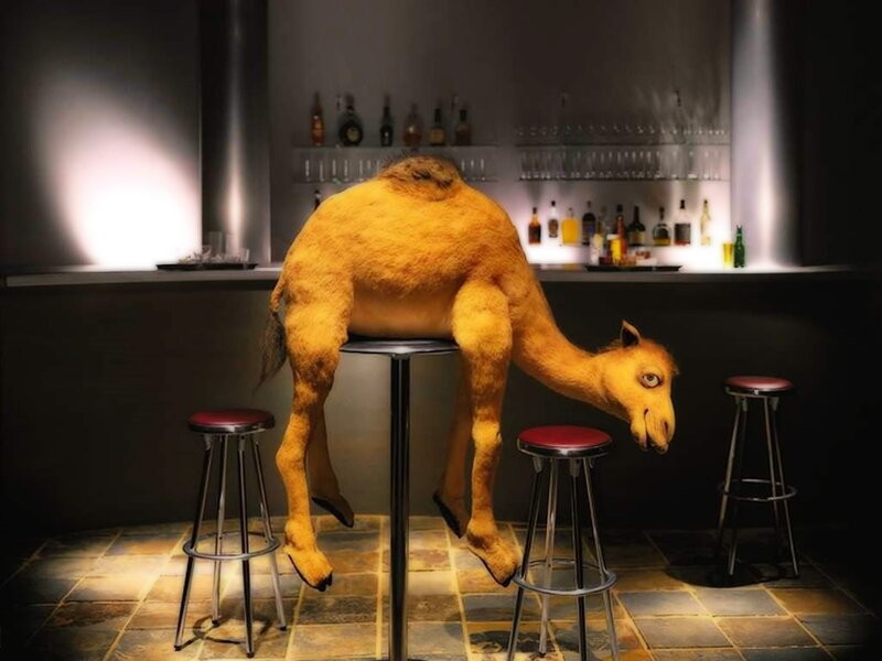 Camel at a bar