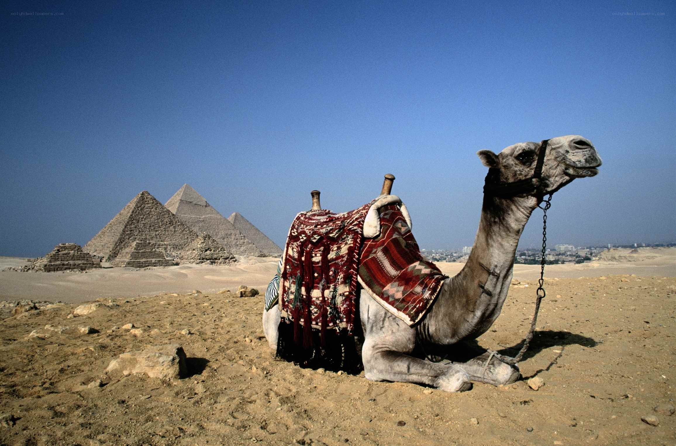 Camel at Giza pyramids