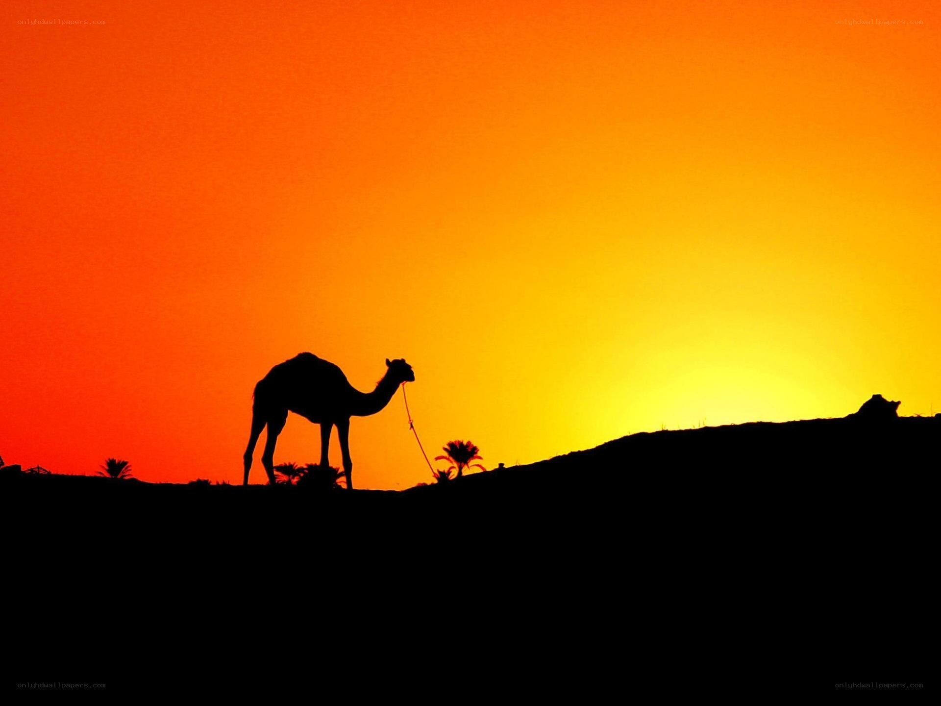 Camel at sunset silhouette