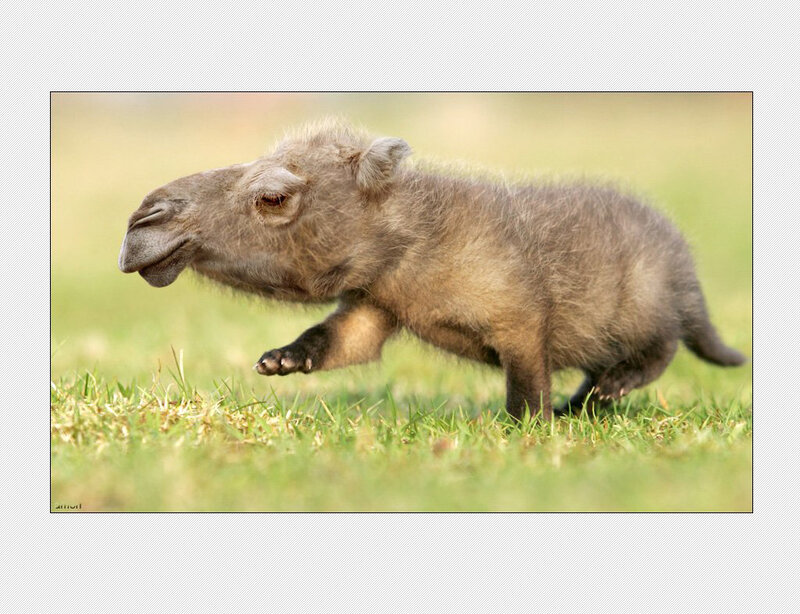 camel calf running on grass