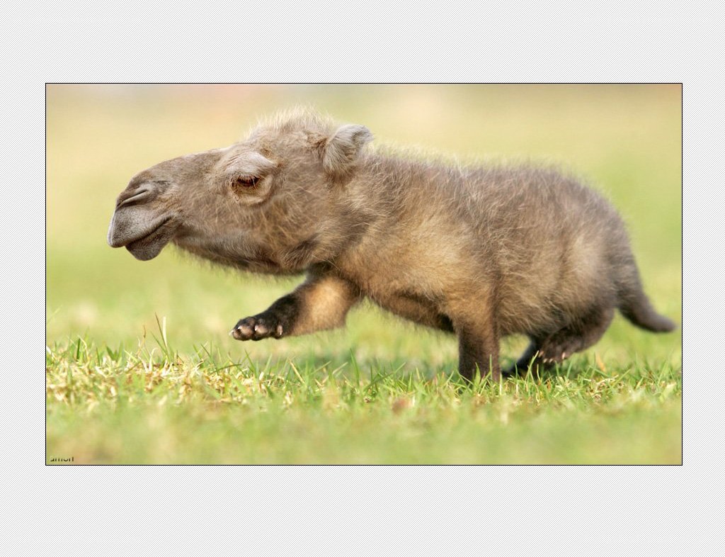 camel calf running on grass