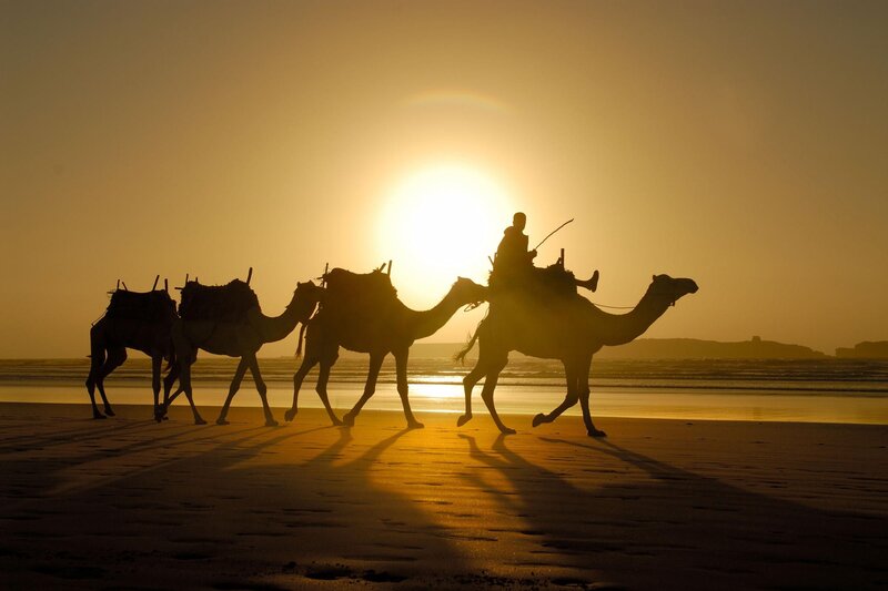 Camel caravan at sunset