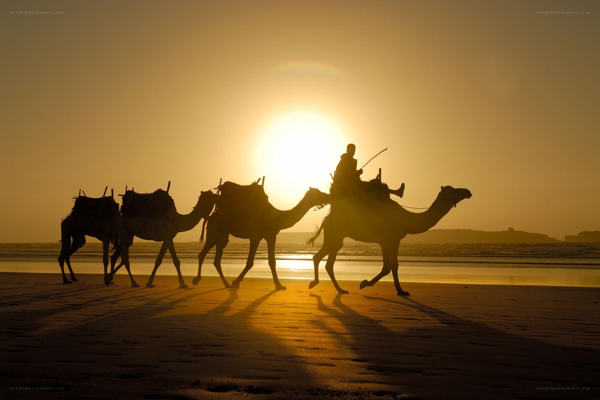 Camel caravan at sunset