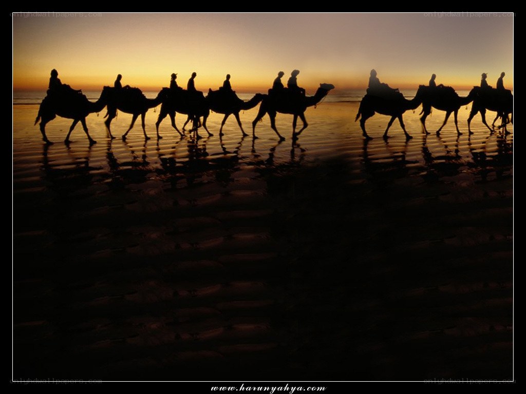 Camel caravan at sunset