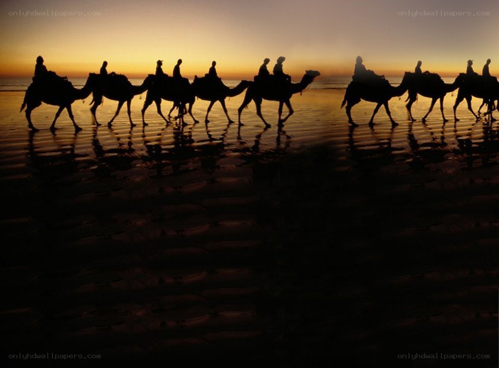 Camel caravan at sunset