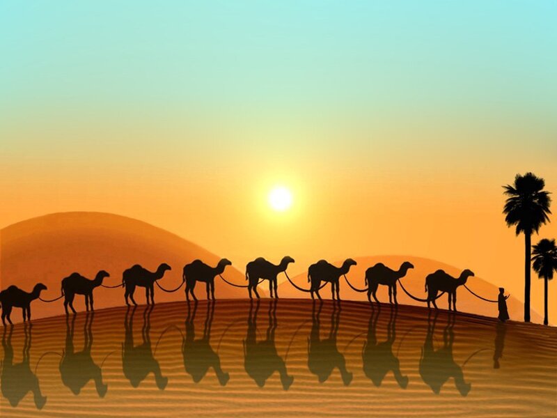 camel caravan at sunset