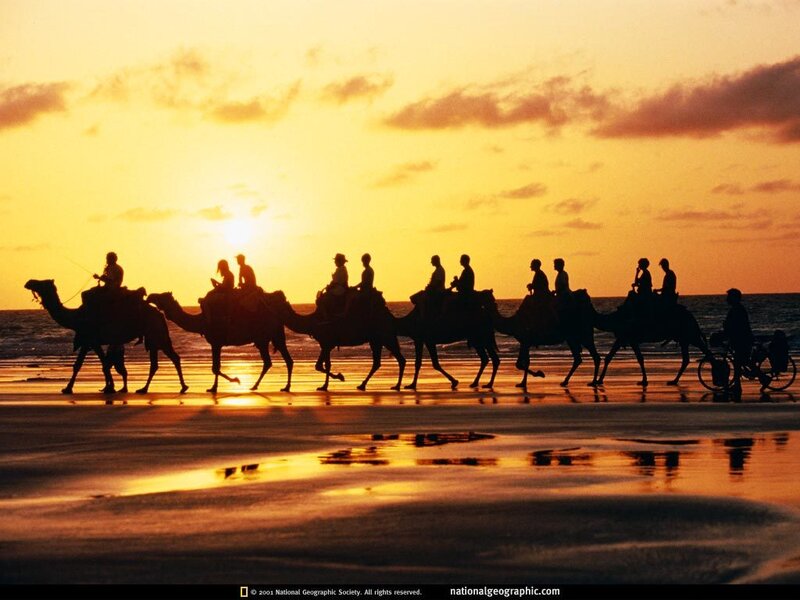 Camel caravan at sunset