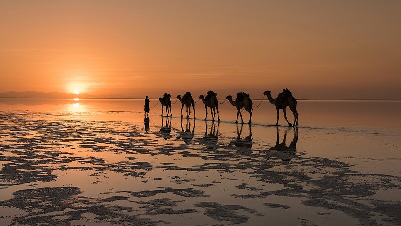 Camel Caravan at Sunset — Orange, Serene, Photograph