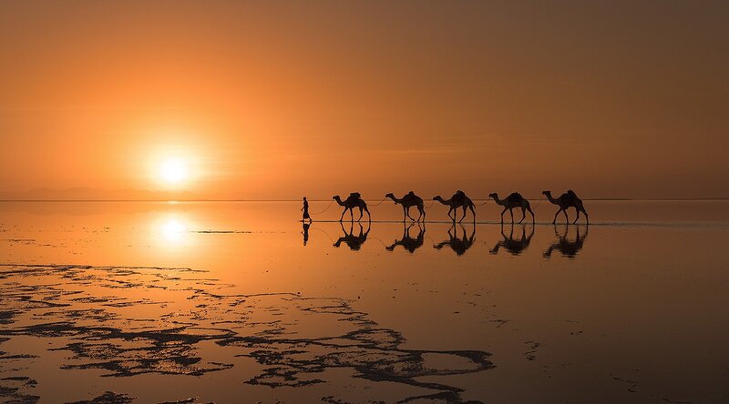 Camel Caravan at Sunset — Orange, Serene