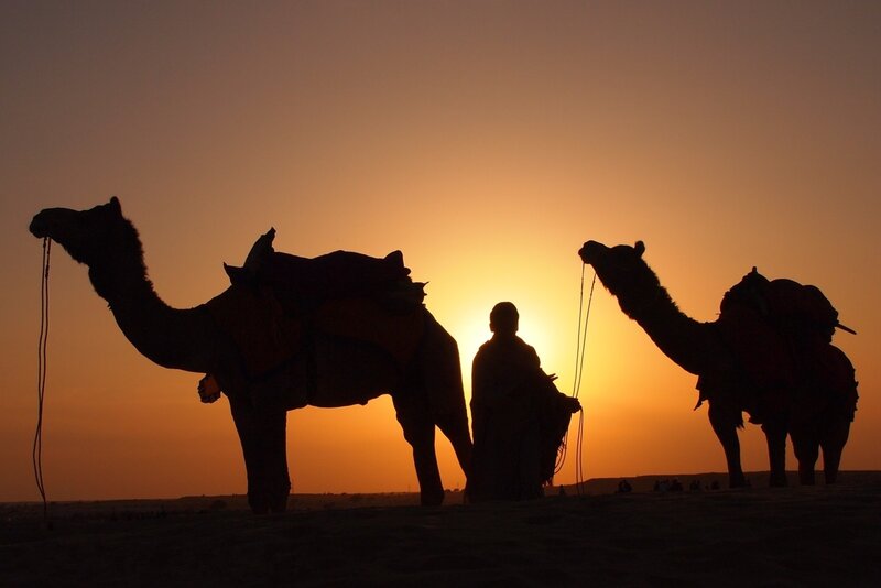 Camel Caravan at Sunset — Orange