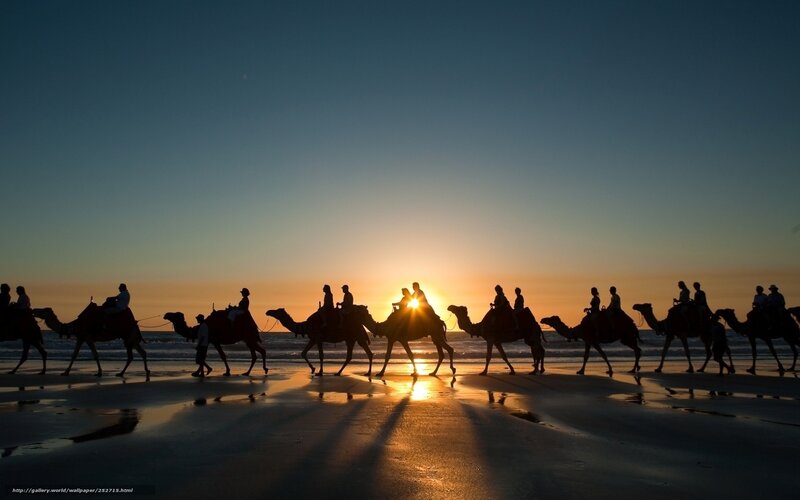 Camel caravan at sunset