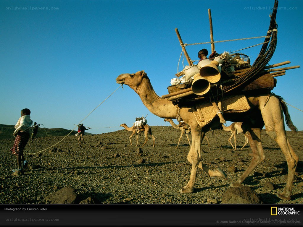 Camel caravan in desert