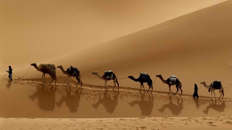 Camel caravan in desert