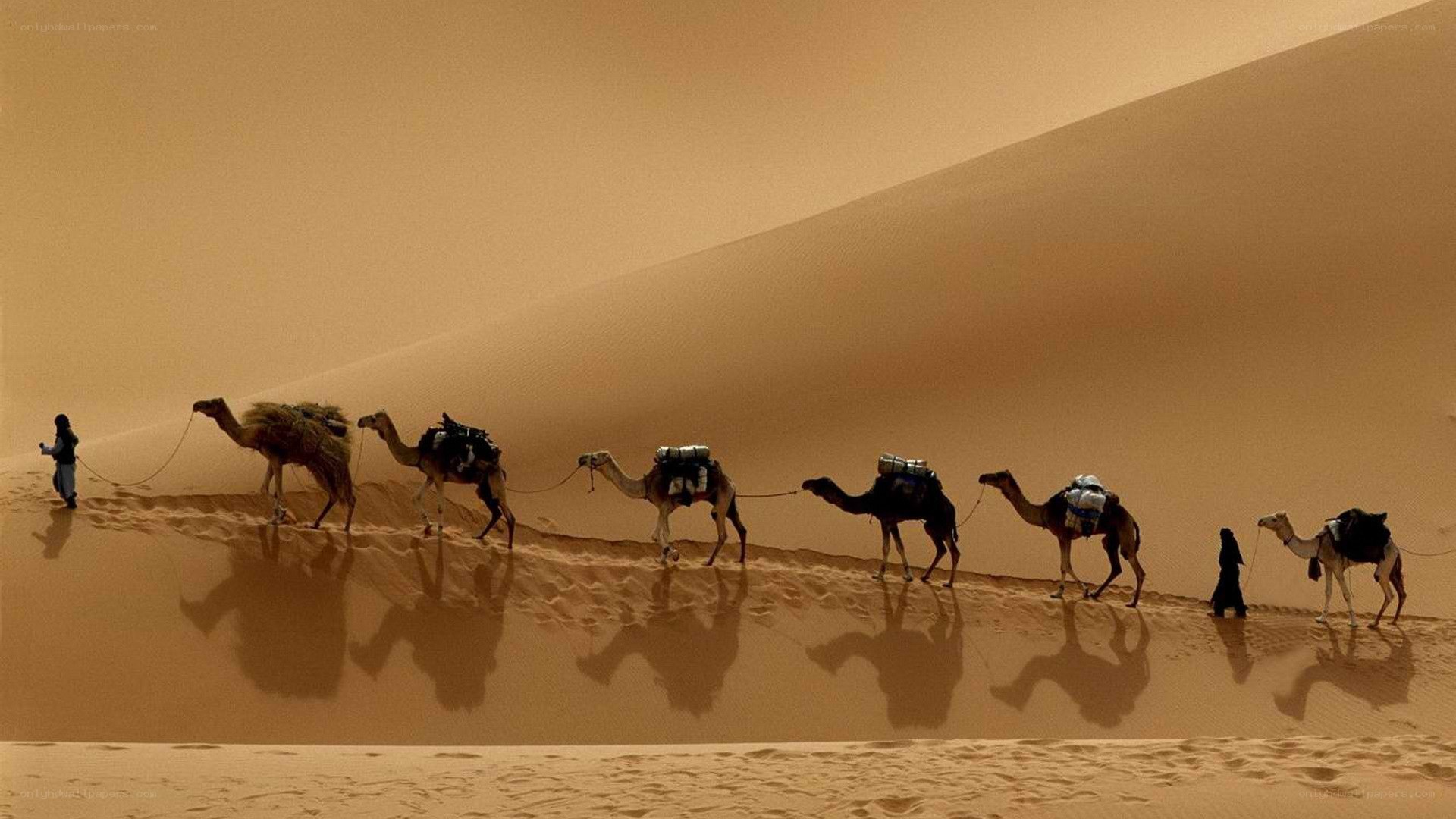 Camel caravan in desert