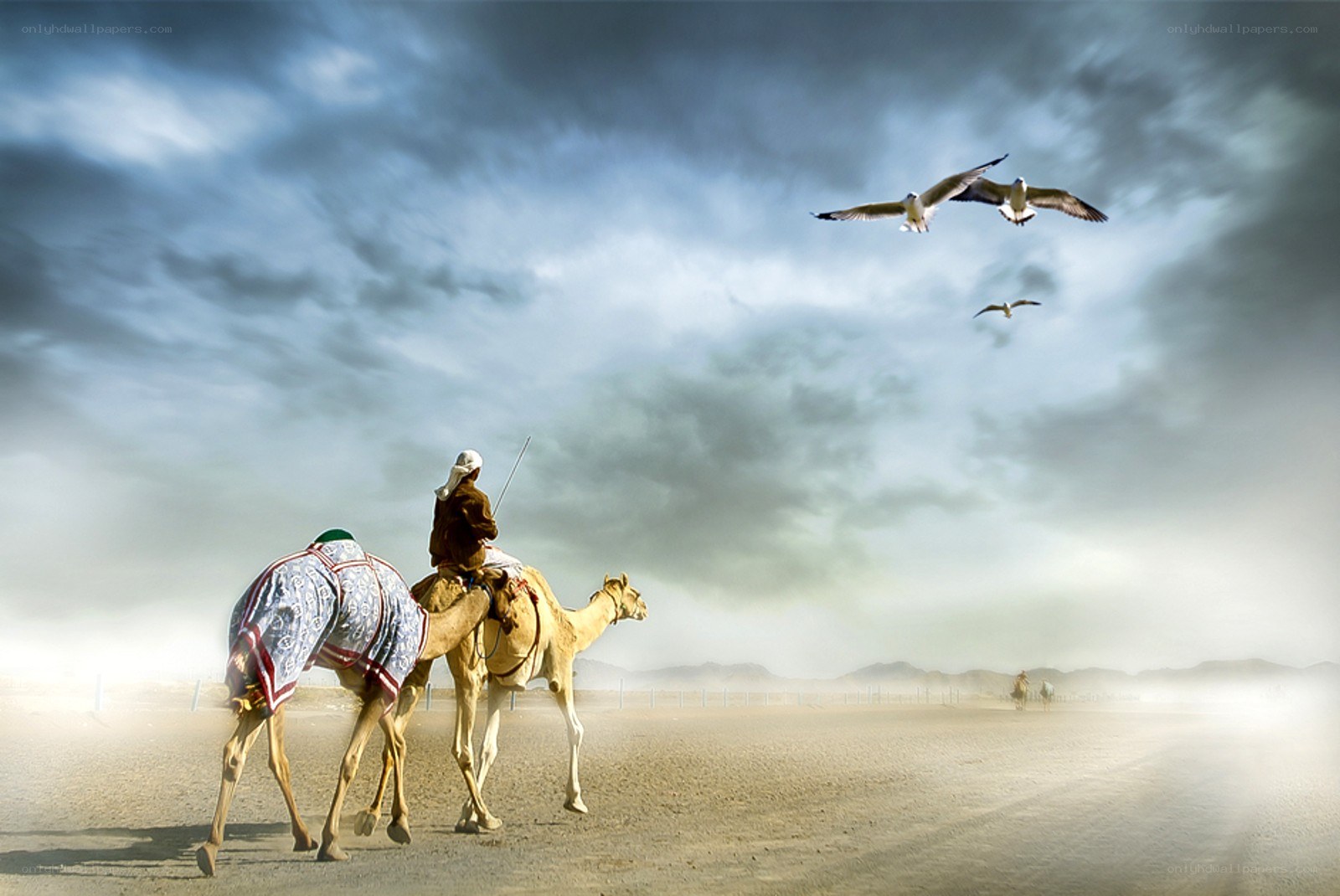 Camel caravan in desert