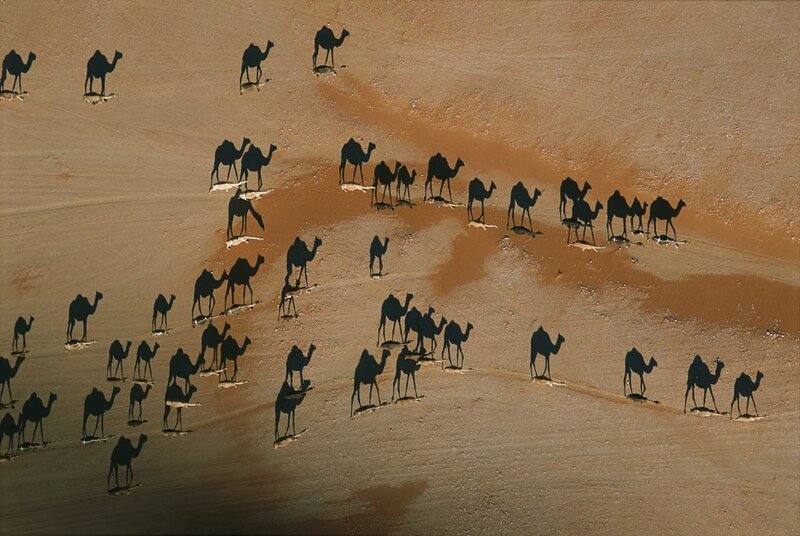 Camel caravan in desert