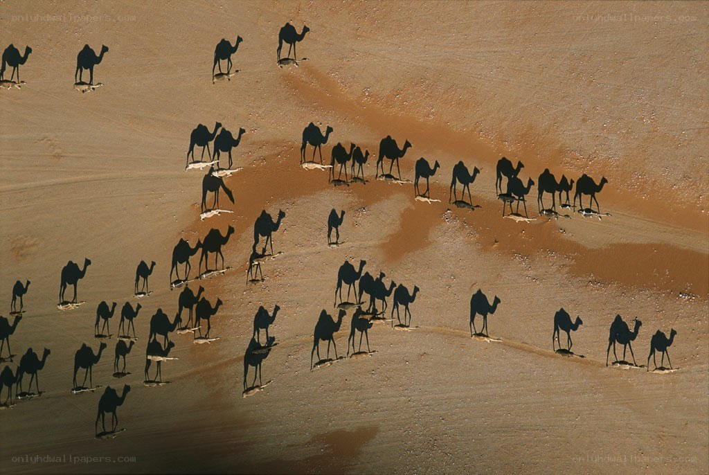 Camel caravan in desert