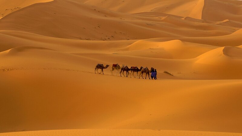Camel caravan in desert